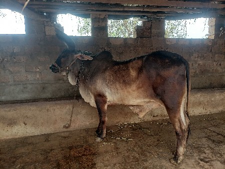 બળદ વેચવાના છે