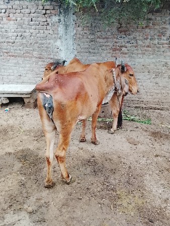 બોવ સારી ગાયુ છે