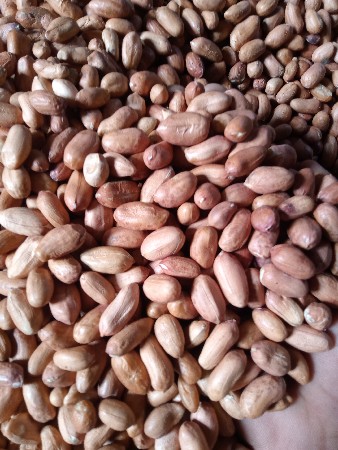 મગફળી બિયારણ