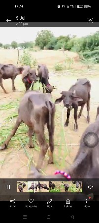 7 પાડી બન્ની નશલ