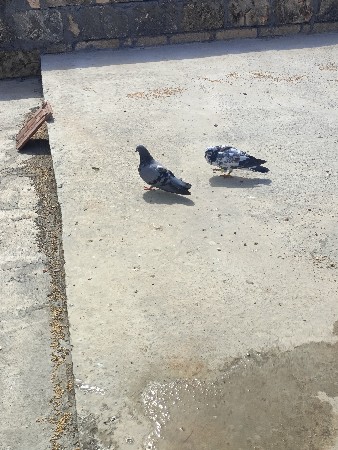 જોડી ફોટા સાથે દેવાની છે