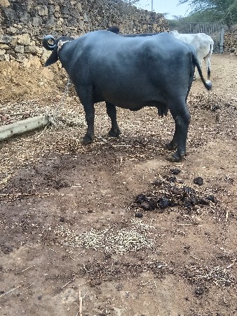 ભેસ