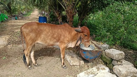 ગીર ગાય વાછડી બે વર્ષની