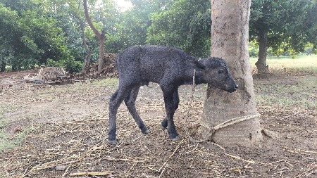 પેલું વેતર