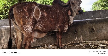 ગીર ગાય