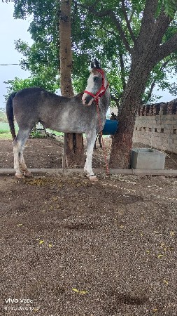 આ ઘોડી વેચવાની છે બાલભમિ ની ચોકી