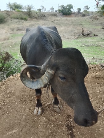 ભેસ વેચવાની છે.