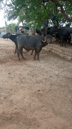 પાડો વેચવાનો છે