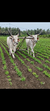 બળદ વેચવાના છે.