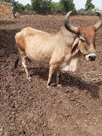 ગાય વેચવાની છે દેસી