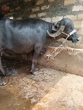 ભેંસ વેચવાની છે