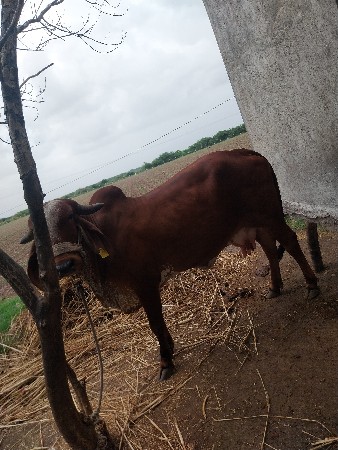હોડકી વેચવાની છે હોડકી વેચવાની છે