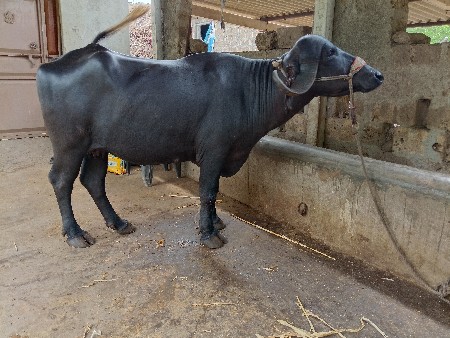 ખડેલી વેસવાની છે