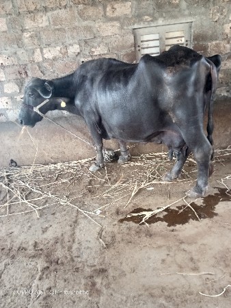 દસ દિવસ ની કાચી