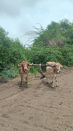 વેચવાના છે