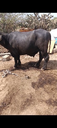 પાડો વેચવાનો