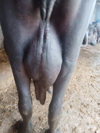 ભેંસ વેચવાની છે