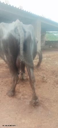 આ ભેંશ   વેચવાની છે