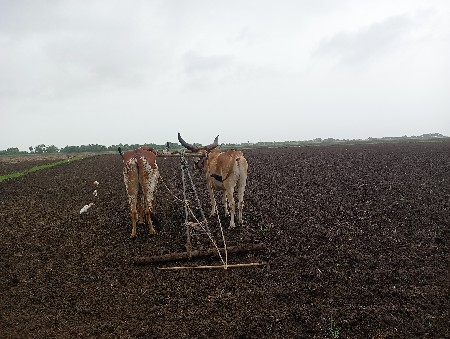 બળદ વેચવાના છે