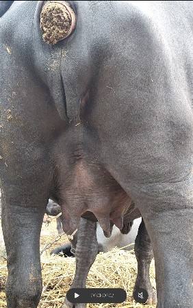 પેલા વેતર માં