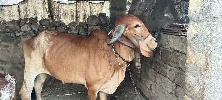 ગીર હોડકી