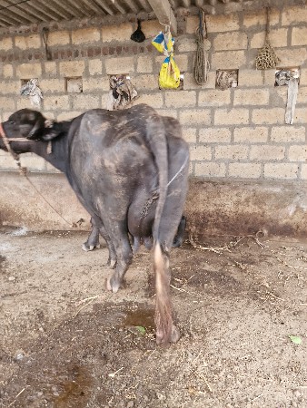 ભેંસ વેચવાની છે