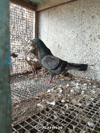 આ જોટો વેચવાનો છે