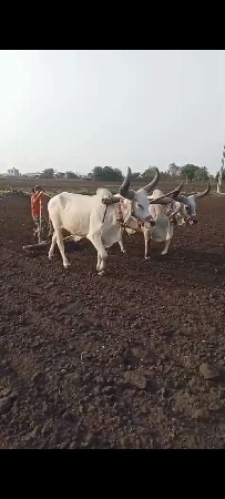 બળદ