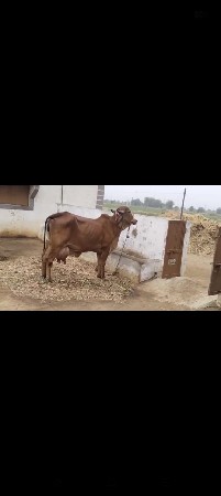 ગાય વેચવાની છે