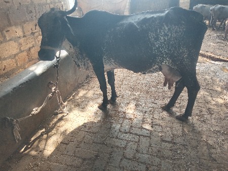 ગાય વેચવાની છે