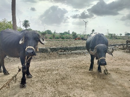 khadeli vechani che