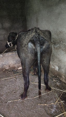 ભેંસ વેચવાની છે