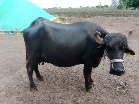 3વેતર