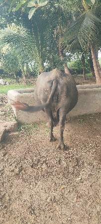 જીગ્નેશ પિઠીયા ગામ નગીચાના