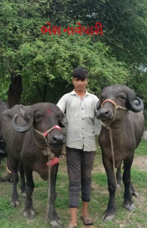 આ બે ખડેલી વેચવાની છે જાફરાબાદી છે