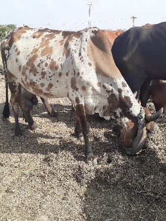 ગાય વેચવાની છે