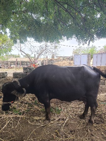 ભેંસ વેચવાની છે