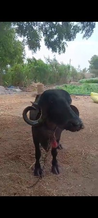 ભેંસ વેચવાની છે