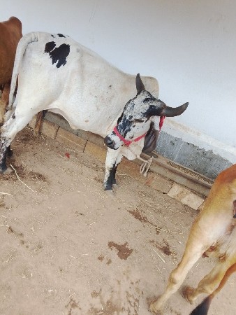 ગાય વેચવાની છે