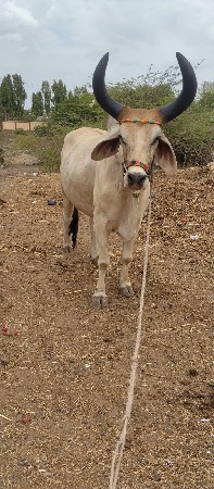 એક બળદ વેચવાનો છે