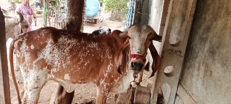 હોડકી વેચવાની છે