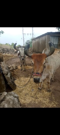 બળદ બહુ સારા છે