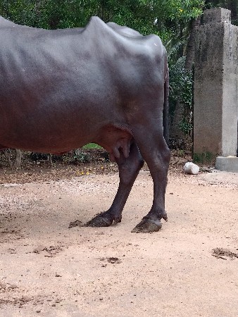 ભેંસ વેચવાની છે