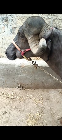 ભેંસ વેચવાની છે
