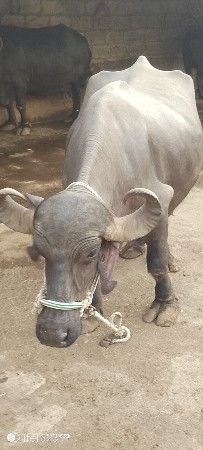 ભેસ