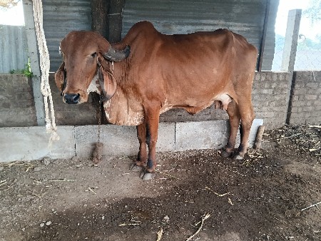૧ વેતર ૫ lithar dhudh