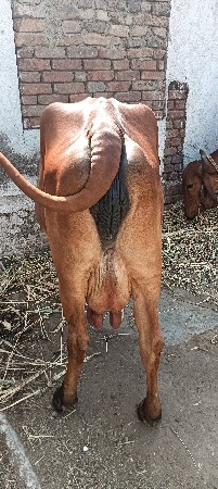 સાટા કરવા ના સે