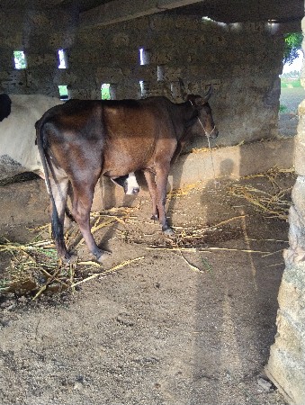 ક્રોસ ગાય વેચવાની છે