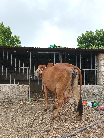 દેસી ગાય વેચવાની છે
