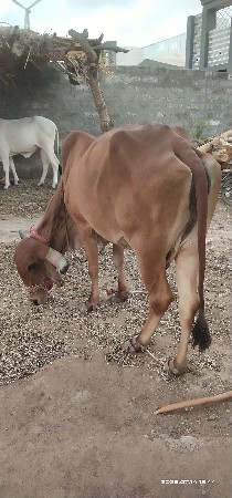 આ બે ગાઈ વેચવાની છે